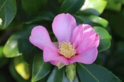 Camelia (Camellia Sasanqua) -Tuinplanten Winkel camellia sasanqua 3 1