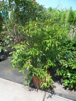 Camelia (Camellia Sasanqua) -Tuinplanten Winkel camellia sasanqua 60 80 100 c25