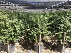 Camelia (Camellia Sasanqua 'Cleopatra') -Tuinplanten Winkel camellia sasanqua cleopatra 1