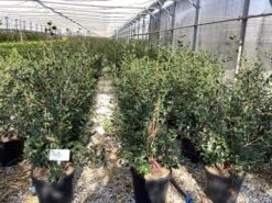 Camelia (Camellia Sasanqua 'Cleopatra') -Tuinplanten Winkel camellia sasanqua cleopatra 3