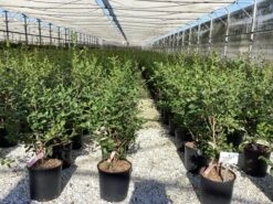 Camelia (Camellia Sasanqua 'Cleopatra') -Tuinplanten Winkel camellia sasanqua cleopatra 4