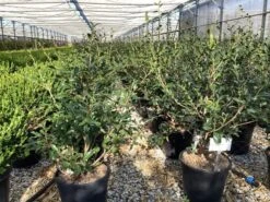 Camelia (Camellia Sasanqua 'Hino De Gumo') -Tuinplanten Winkel camellia sasanqua hino de gumo 7