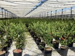 Camelia (Camellia Sasanqua 'Kanjiro') 7 Camelia (Camellia Sasanqua 'Kanjiro') -Tuinplanten Winkel camellia sasanqua kanjiro 8