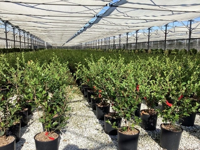 Camelia (Camellia Sasanqua 'Kanjiro') 5 Camelia (Camellia Sasanqua 'Kanjiro') - Afbeelding 3