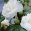 Camelia (Camellia, Wit) -Tuinplanten Winkel camellia white