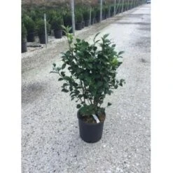 Camelia (Camellia Japonica ‘Perfection White’) 7 Camelia (Camellia Japonica ‘Perfection White’) -Tuinplanten Winkel camellia white perfection