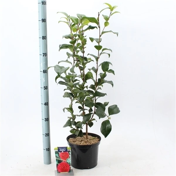 Camelia (Camellia Japonica 'Kramer's Supreme') 4 Camelia (Camellia Japonica 'Kramer's Supreme') - Afbeelding 2