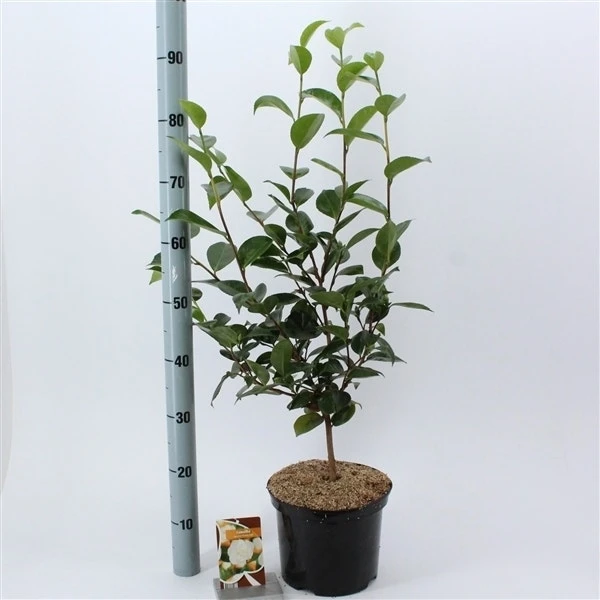 Camelia (Camellia Japonica 'Powder Puff') 4 Camelia (Camellia Japonica 'Powder Puff') - Afbeelding 2