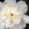 Camelia (Camellia Japonica 'Snowball') 1 Camelia (Camellia Japonica 'Snowball') -Tuinplanten Winkel camelliasnowball01b