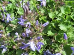 Klokje (Campanula Poscharskyana 'Blauranke') -Tuinplanten Winkel campanula poscharskyana blauranke 1