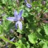 Klokje (Campanula Poscharskyana 'Blauranke') -Tuinplanten Winkel campanula poscharskyana blauranke 2