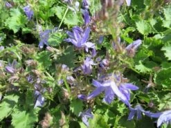 Klokje (Campanula Poscharskyana 'Blauranke') -Tuinplanten Winkel campanula poscharskyana blauranke 3