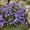 Klokje (Campanula Pyramidalis) -Tuinplanten Winkel campanula pyramidalis 1