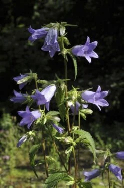 Klokje (Campanula Trachelium) -Tuinplanten Winkel campanula trachelium 1