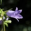Klokje (Campanula Trachelium) 2 Klokje (Campanula Trachelium) -Tuinplanten Winkel campanula trachelium 1 1