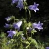 Klokje (Campanula Trachelium) BIO -Tuinplanten Winkel campanula trachelium 1 2