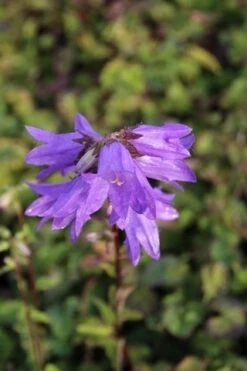 Klokje (Campanula Trachelium) BIO -Tuinplanten Winkel campanula trachelium 2