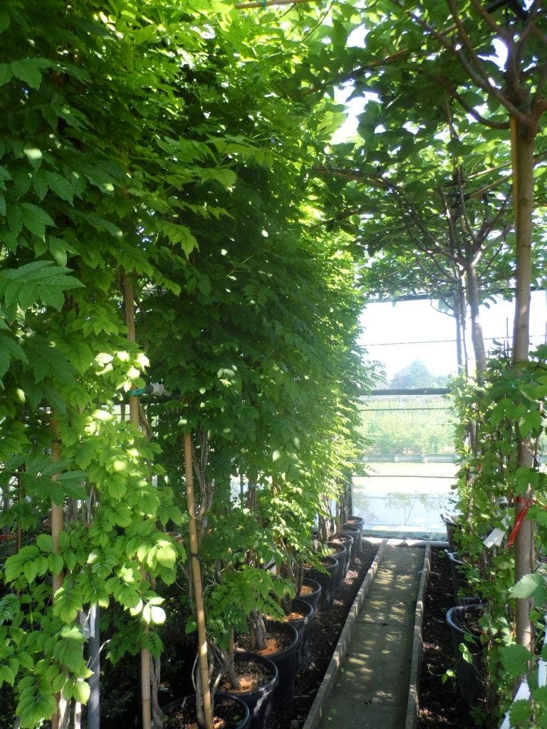 Trompetklimmer (Campsis Radicans) 7 Trompetklimmer (Campsis Radicans) - Afbeelding 5