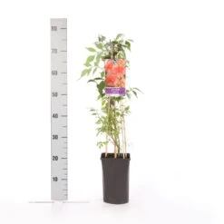 Trompetklimmer (Campsis Radicans) 10 Trompetklimmer (Campsis Radicans) -Tuinplanten Winkel campsis radicans