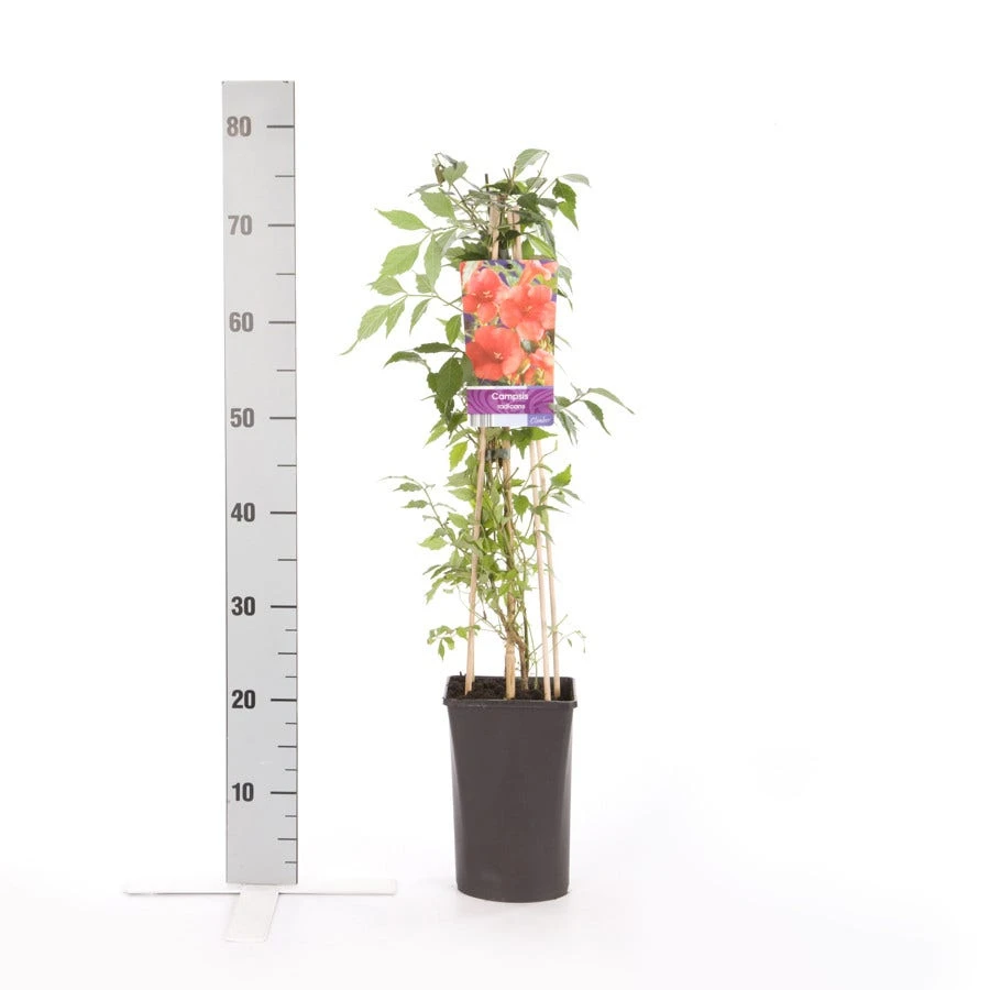 Trompetklimmer (Campsis Radicans) 6 Trompetklimmer (Campsis Radicans) - Afbeelding 4
