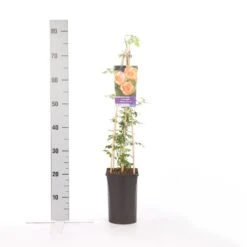 Trompetbloem (Campsis Radicans 'Flava') 7 Trompetbloem (Campsis Radicans 'Flava') -Tuinplanten Winkel campsis radicans flava