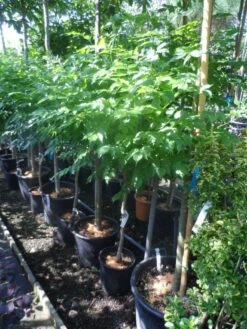 Trompetbloem, Halfstam (Campsis Tagliabuana 'Mme Galen') 14 Trompetbloem, Halfstam (Campsis Tagliabuana 'Mme Galen') -Tuinplanten Winkel campsis tagliabuana indian summer 60 80stam c20