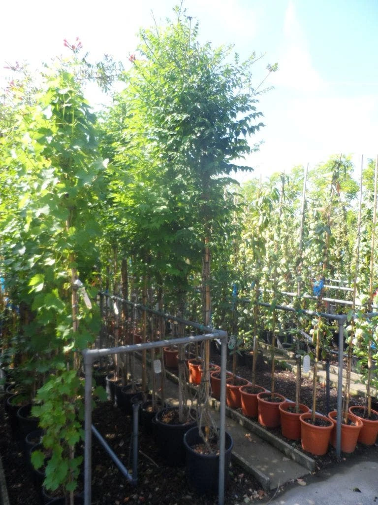 Trompetbloem, Halfstam (Campsis Tagliabuana 'Mme Galen') 5 Trompetbloem, Halfstam (Campsis Tagliabuana 'Mme Galen') - Afbeelding 3