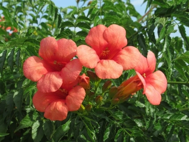 Trompetbloem, Halfstam (Campsis Tagliabuana 'Mme Galen') 6 Trompetbloem, Halfstam (Campsis Tagliabuana 'Mme Galen') - Afbeelding 4