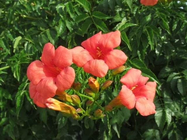 Trompetbloem, Halfstam (Campsis Tagliabuana 'Mme Galen') 3 Trompetbloem, Halfstam (Campsis Tagliabuana 'Mme Galen')