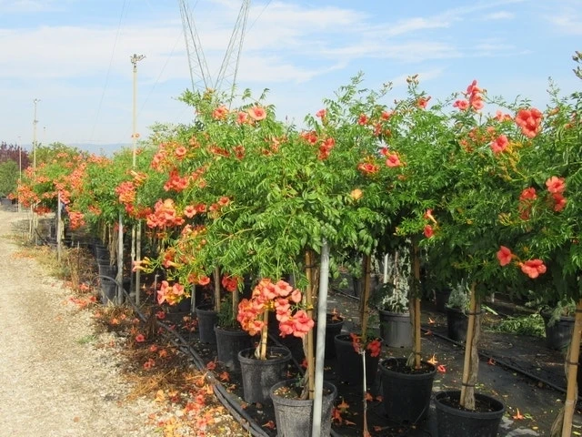 Trompetbloem, Halfstam (Campsis Tagliabuana 'Mme Galen') 9 Trompetbloem, Halfstam (Campsis Tagliabuana 'Mme Galen') - Afbeelding 7