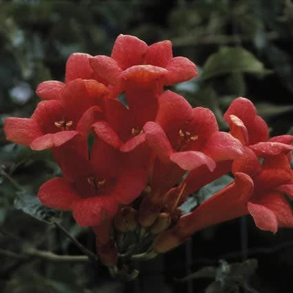 Trompetklimmer (Campsis Radicans) 5 Trompetklimmer (Campsis Radicans) - Afbeelding 3