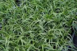 Zegge (Carex 'Feather Falls') 8 Zegge (Carex 'Feather Falls') -Tuinplanten Winkel carex featherfalls lm01