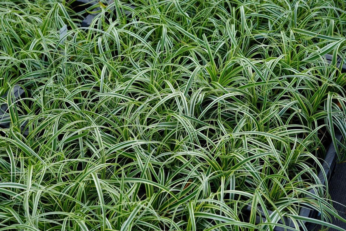 Zegge (Carex 'Feather Falls') 5 Zegge (Carex 'Feather Falls') - Afbeelding 3