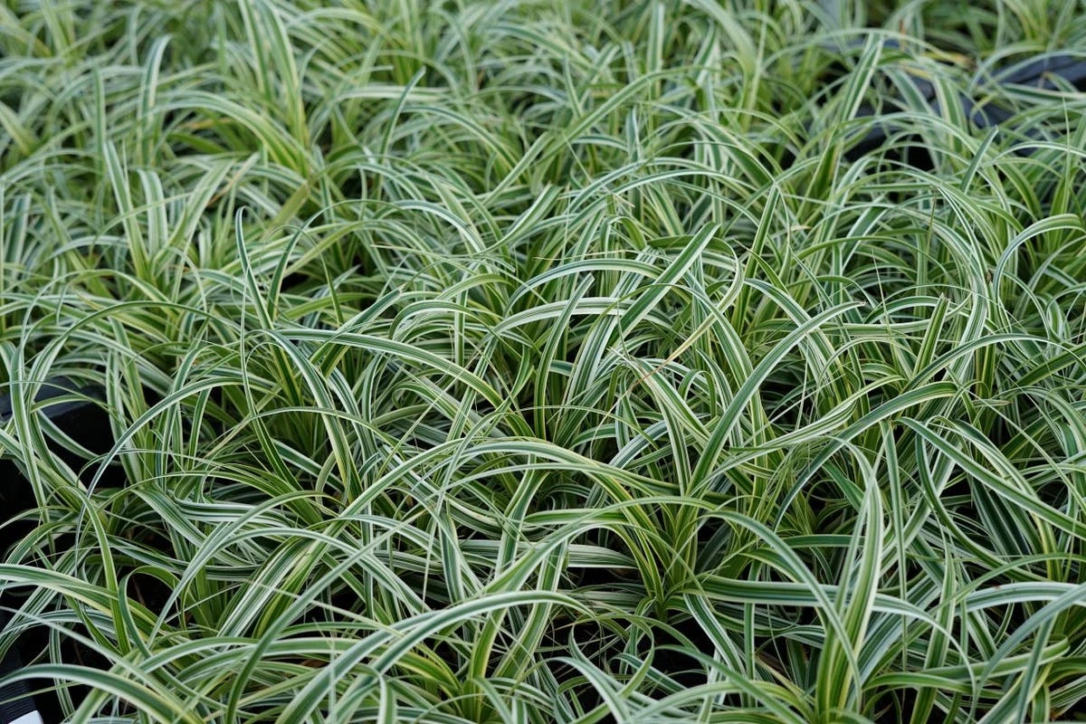 Zegge (Carex 'Feather Falls') 6 Zegge (Carex 'Feather Falls') - Afbeelding 4