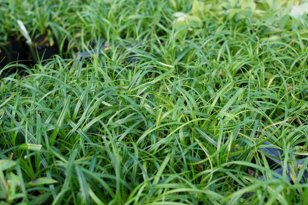 Zegge (Carex 'Ribbon Falls') 5 Zegge (Carex 'Ribbon Falls') - Afbeelding 3