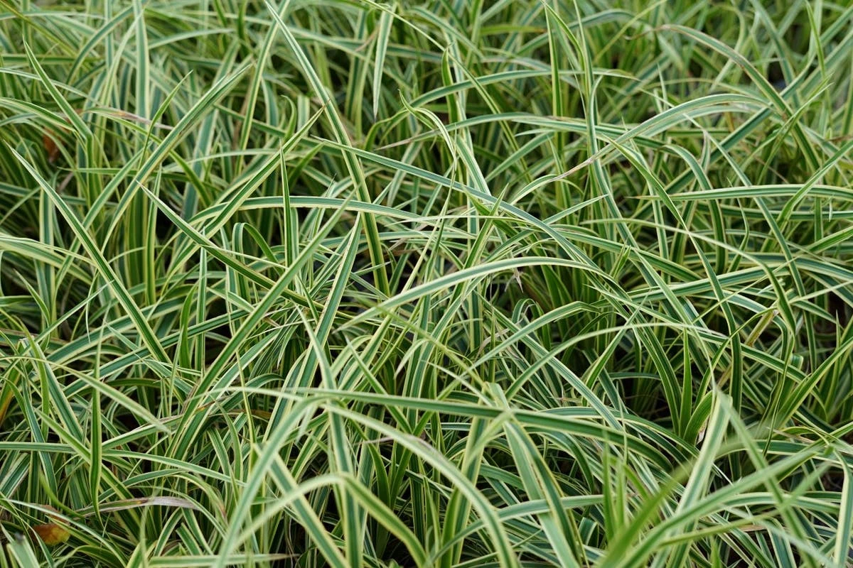 Japanse Zegge (Carex Morrowii 'Vanilla Ice') 5 Japanse Zegge (Carex Morrowii 'Vanilla Ice') - Afbeelding 3