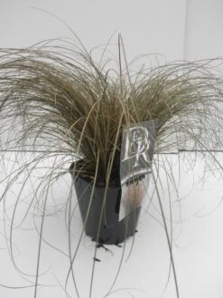 Zegge (Carex Comans 'Bronze Form') -Tuinplanten Winkel carex bronze form
