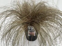 Zegge (Carex Comans 'Bronze Form') -Tuinplanten Winkel carex bronze form v5
