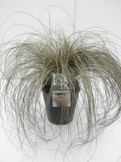 Zegge (Carex Comans 'Bronze Form') -Tuinplanten Winkel carex bronze form c5