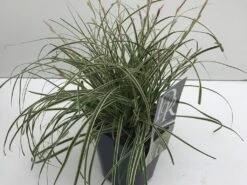 Zegge (Carex Evercream) 9 Zegge (Carex Evercream) -Tuinplanten Winkel carex evercream v2
