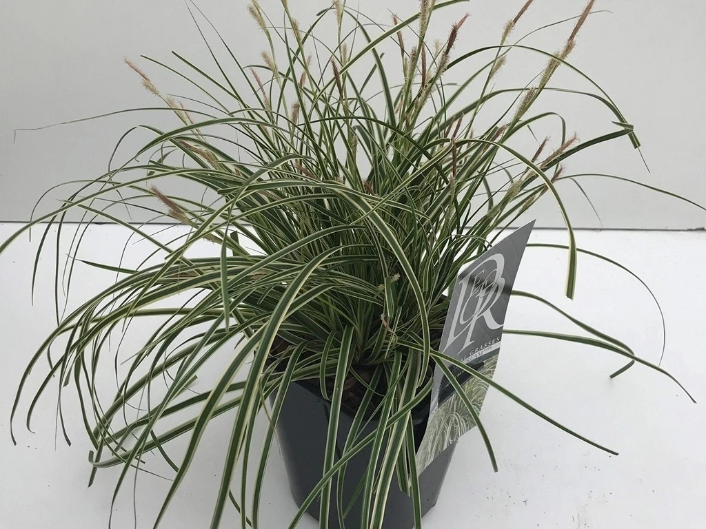 Zegge (Carex Evercream) 5 Zegge (Carex Evercream) - Afbeelding 3