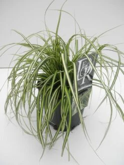 Zegge (Carex Eversheen) -Tuinplanten Winkel carex eversheen