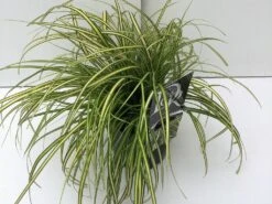 Zegge (Carex Eversheen) -Tuinplanten Winkel carex eversheen v2