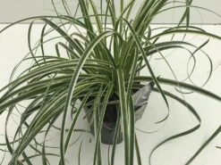 Zegge (Carex 'Feather Falls') 7 Zegge (Carex 'Feather Falls') -Tuinplanten Winkel carex feather falls v2