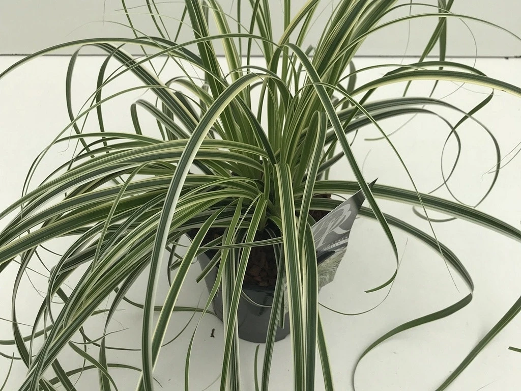 Zegge (Carex 'Feather Falls') 4 Zegge (Carex 'Feather Falls') - Afbeelding 2