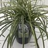 Zegge (Carex 'Feather Falls') -Tuinplanten Winkel carex feather falls v5