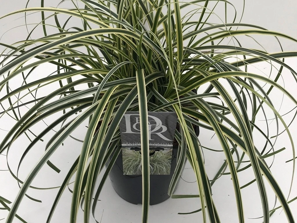 Zegge (Carex 'Feather Falls') 3 Zegge (Carex 'Feather Falls')