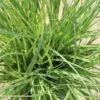 Zegge (Carex Flacca) -Tuinplanten Winkel carex flacca 2