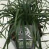 Zegge (Carex 'Ribbon Falls') -Tuinplanten Winkel carex ribbon falls v5