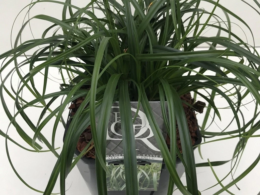 Zegge (Carex 'Ribbon Falls') 3 Zegge (Carex 'Ribbon Falls')